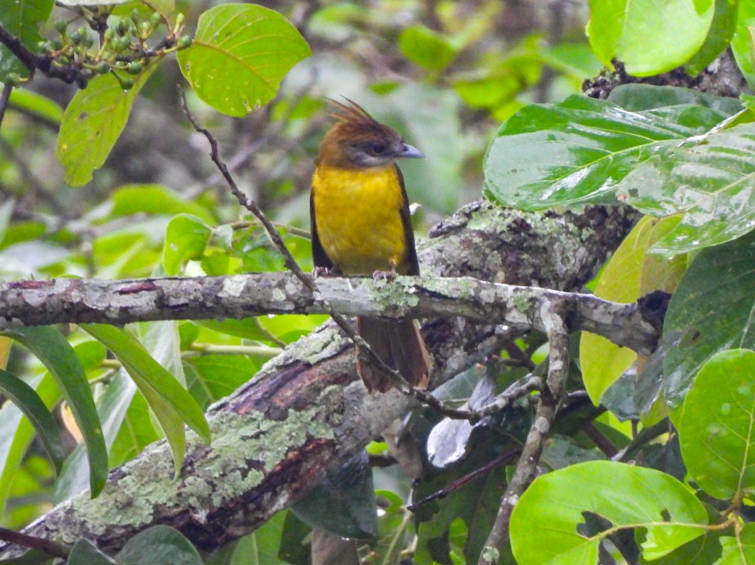 White-throated Bulbul - ML640602775