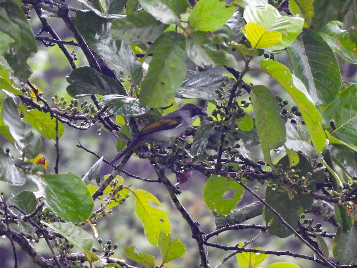 Ashy Bulbul - ML640602788