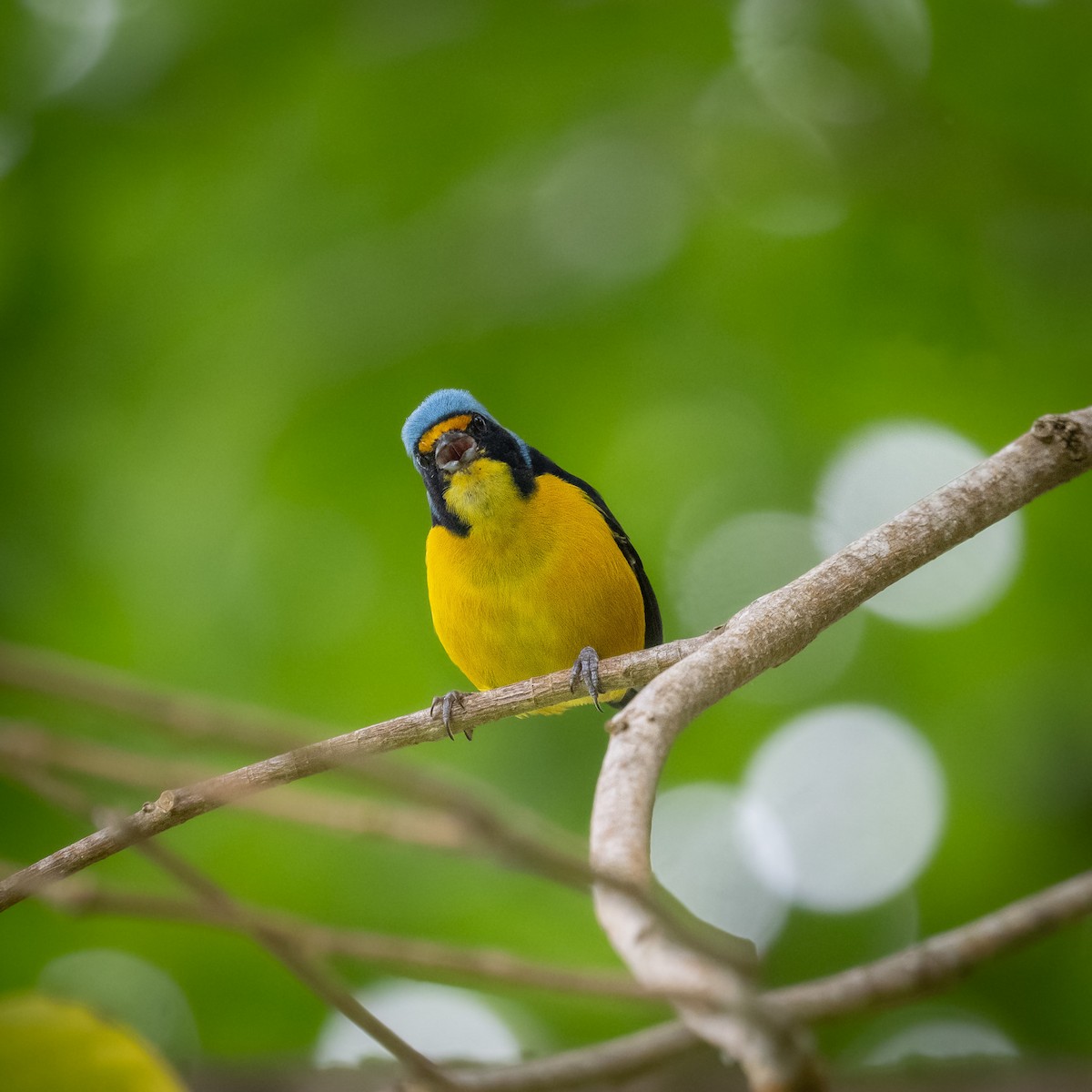 Puerto Rican Euphonia - ML640602796