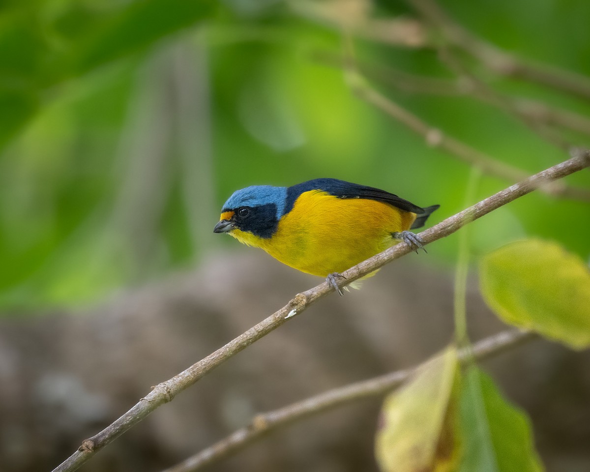 Puerto Rican Euphonia - ML640602797