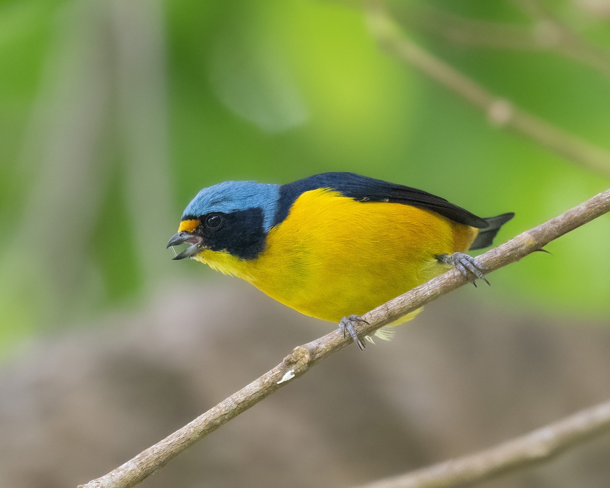 Puerto Rican Euphonia - ML640602798