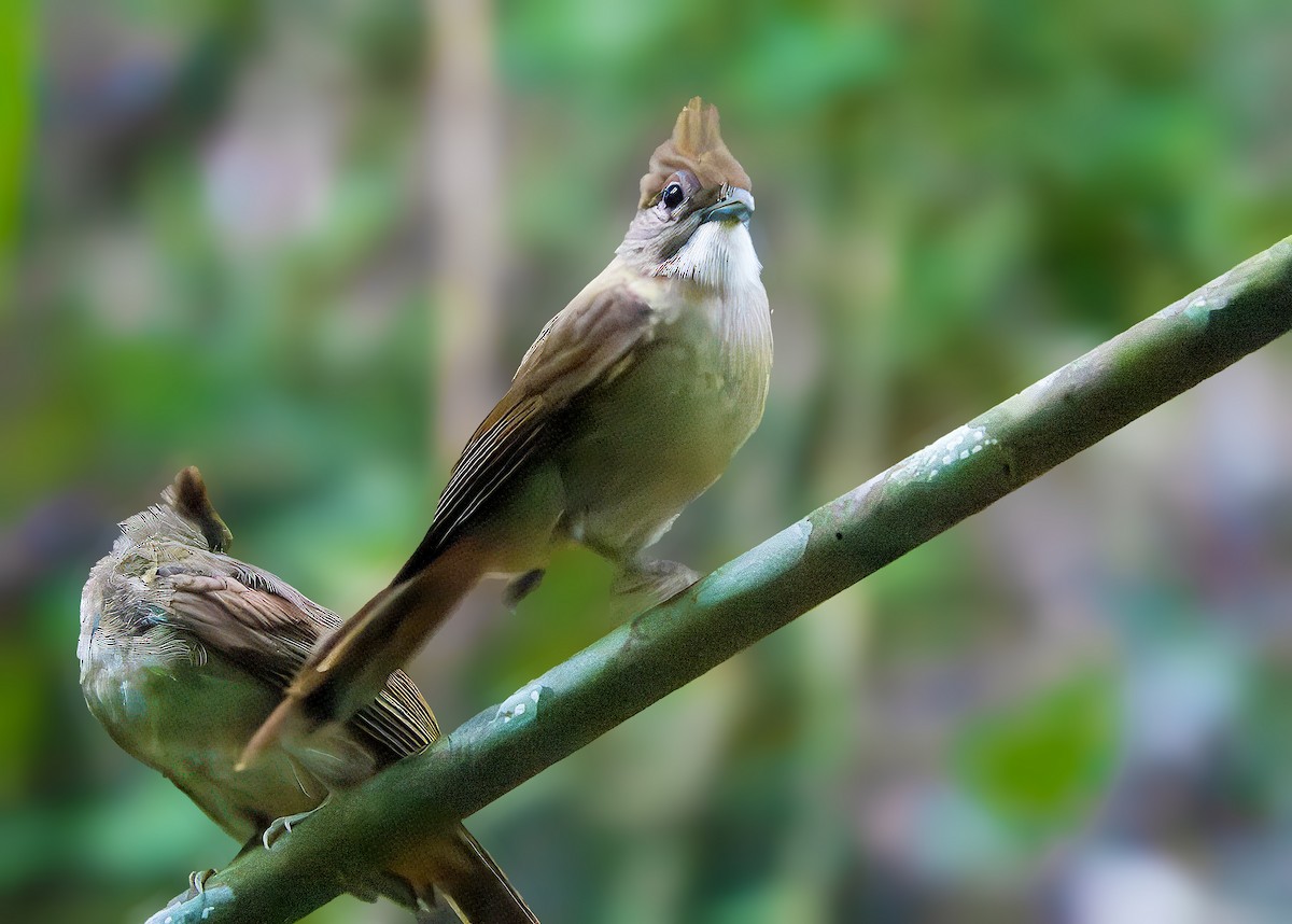 Ochraceous Bulbul - ML640602815