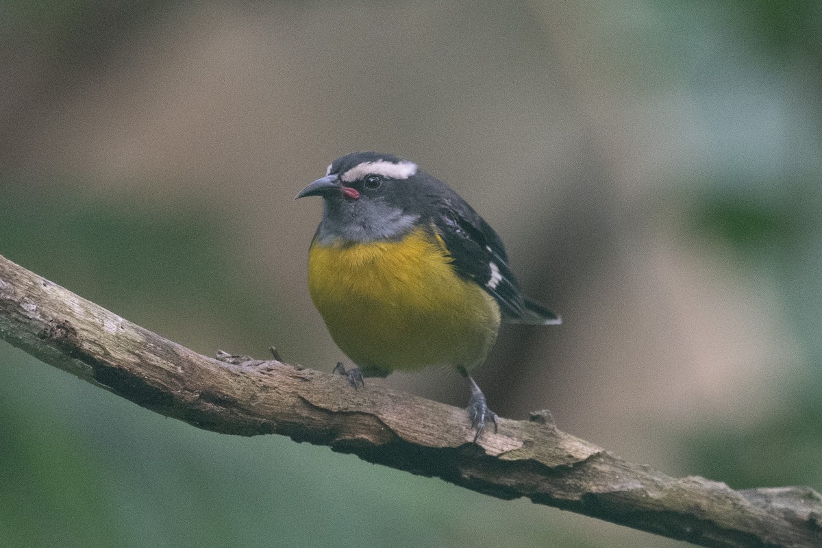 Bananaquit (Puerto Rico) - ML640602843