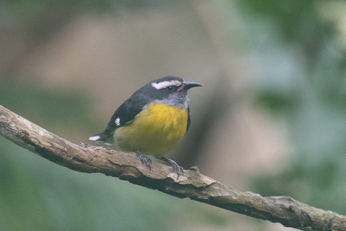 Bananaquit (Puerto Rico) - ML640602844