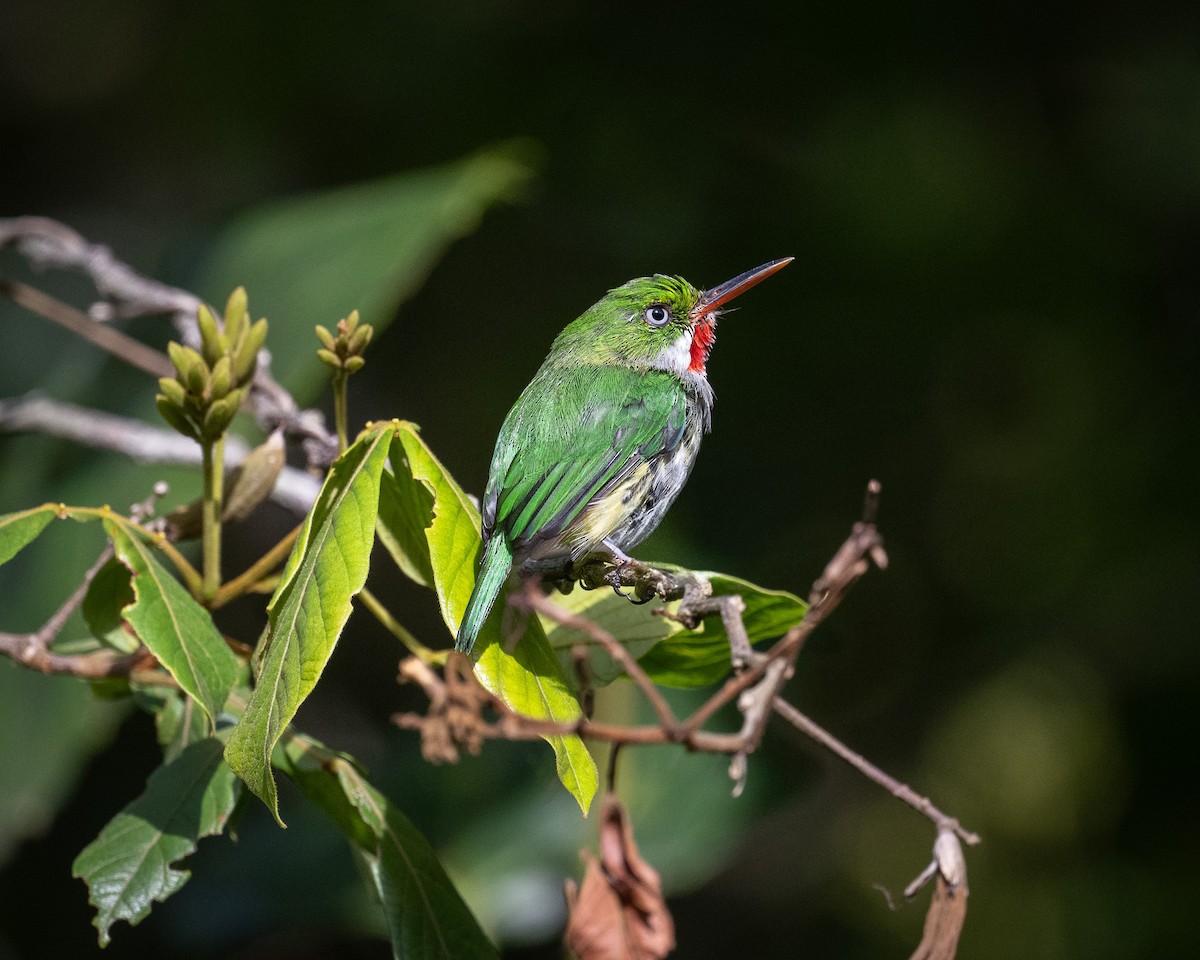 gulsidetodi - ML640602854