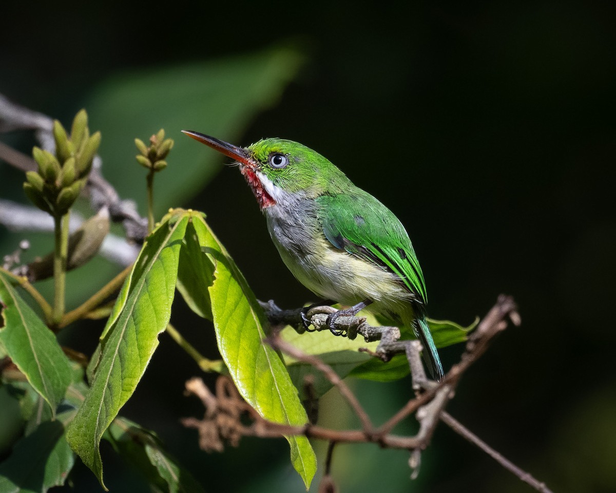 gulsidetodi - ML640602855