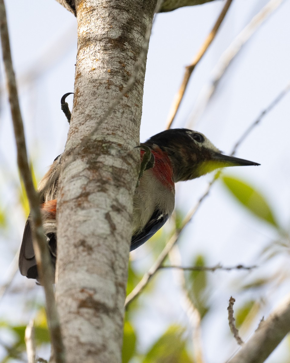 puertoricospett - ML640602857