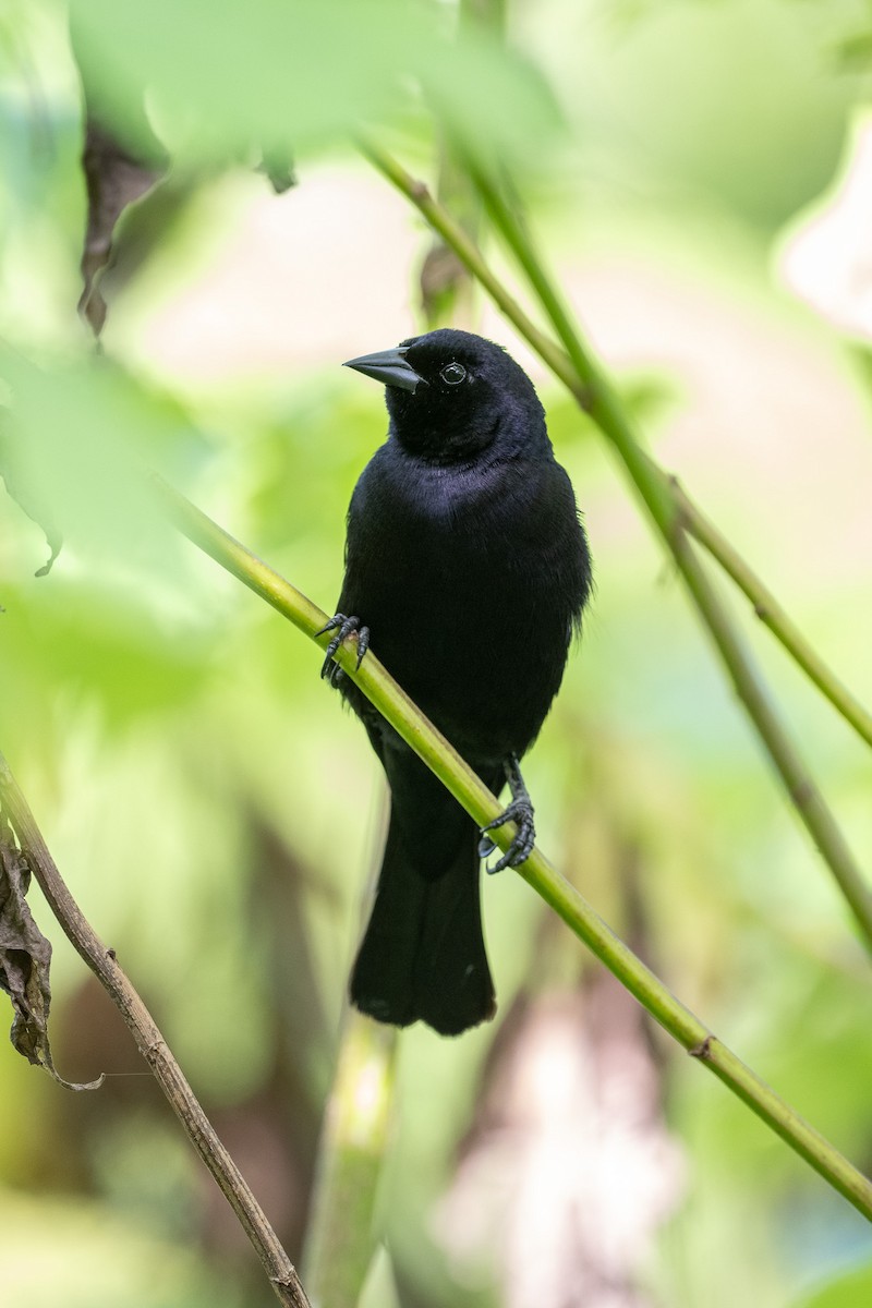 silketrupial - ML640602860