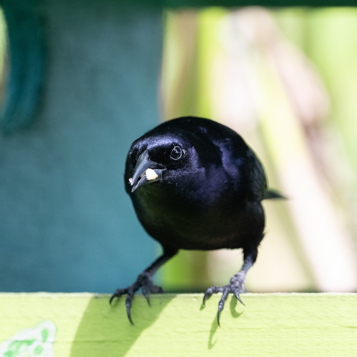 silketrupial - ML640602861