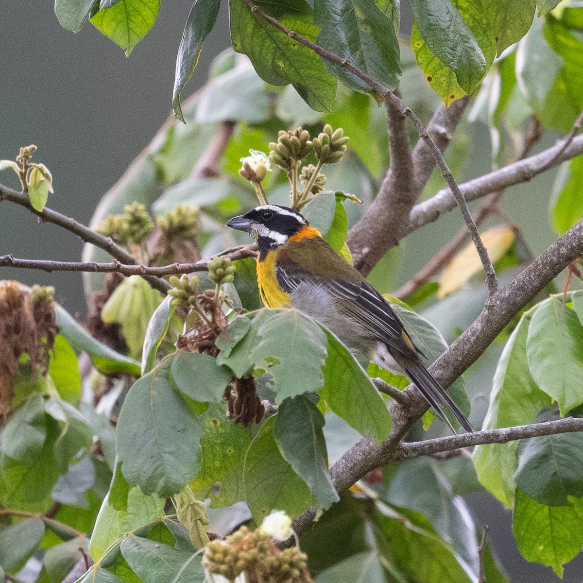 puertoricospindalis - ML640602863