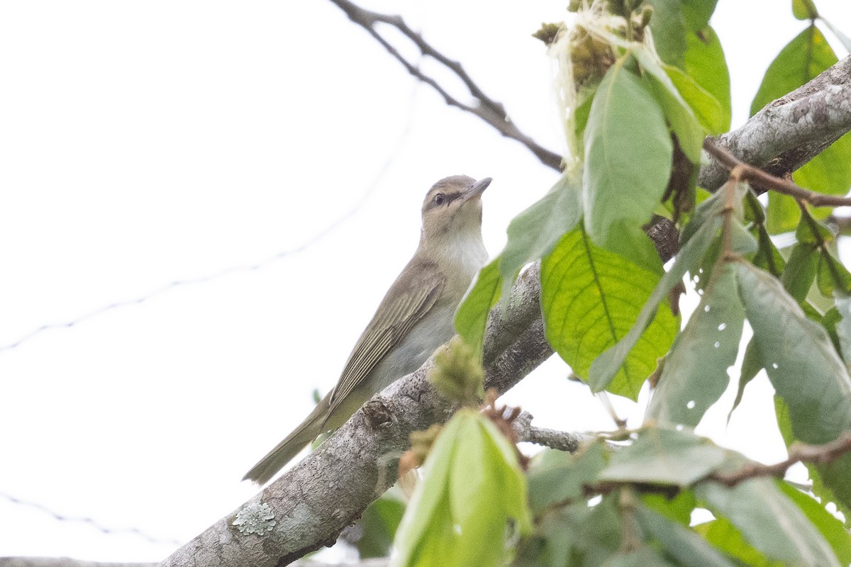 skjeggvireo - ML640602865