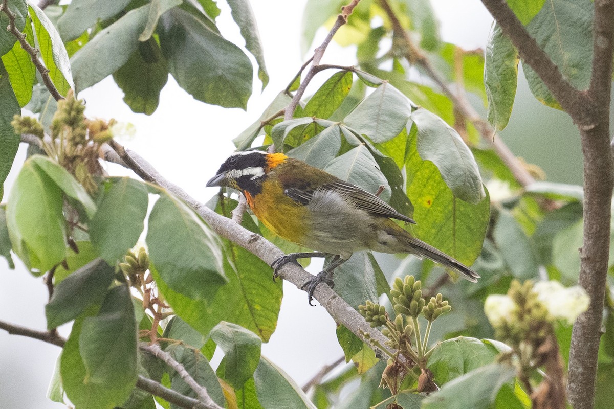 puertoricospindalis - ML640602867