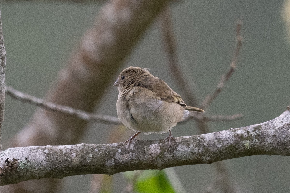 skifergresspurv - ML640602873