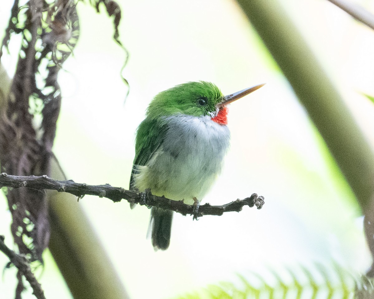 gulsidetodi - ML640602878