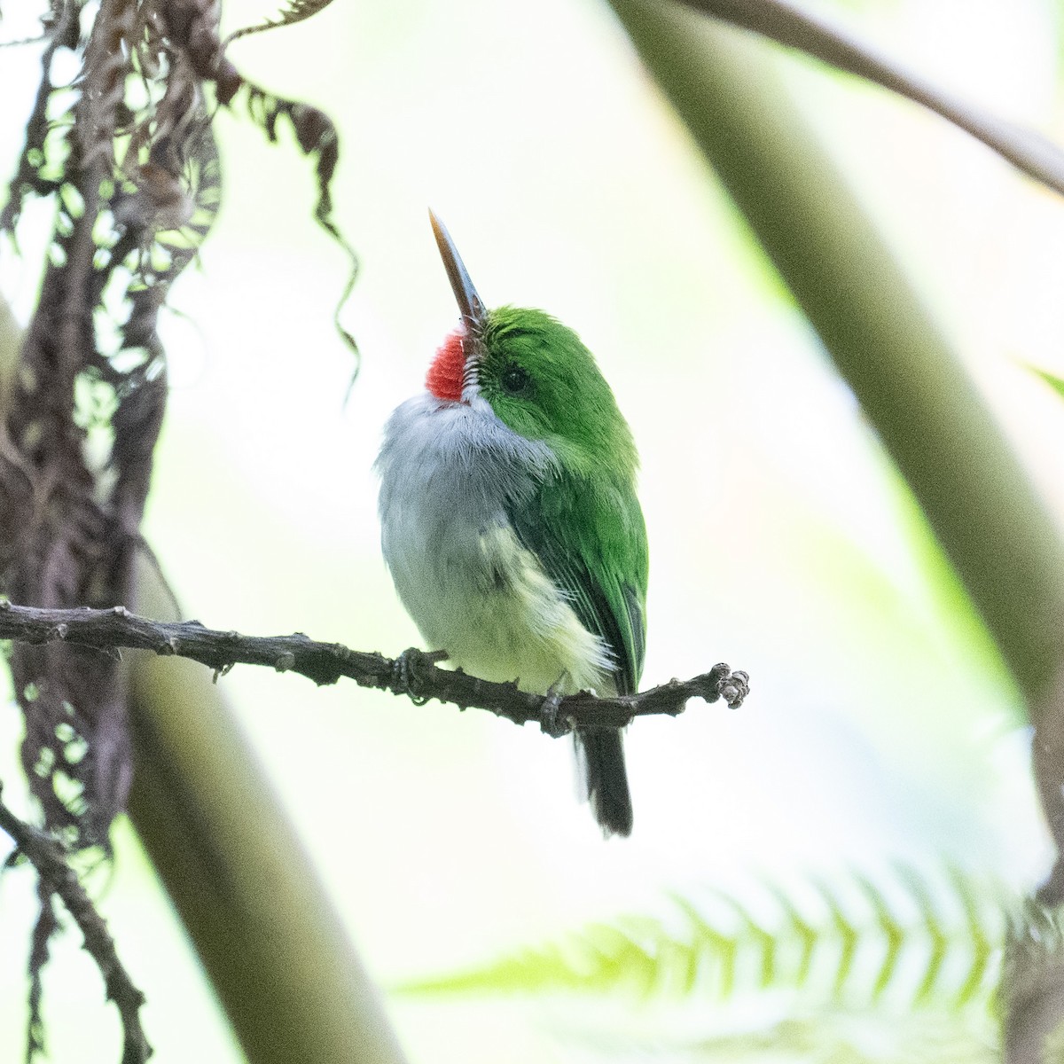 gulsidetodi - ML640602879