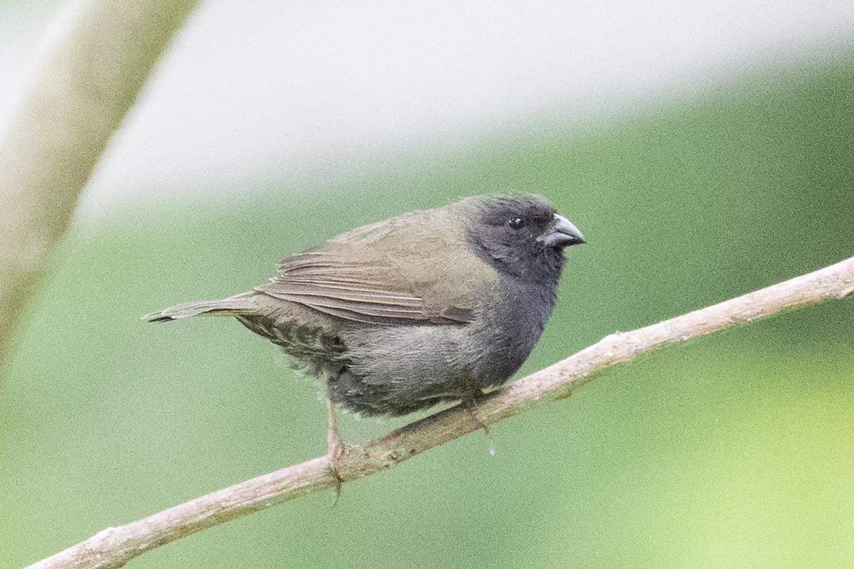 skifergresspurv - ML640602881