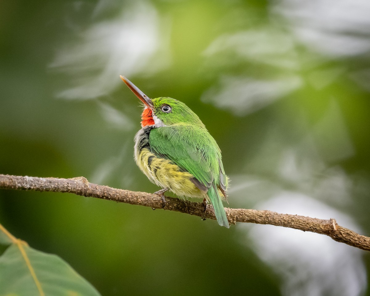 gulsidetodi - ML640602885