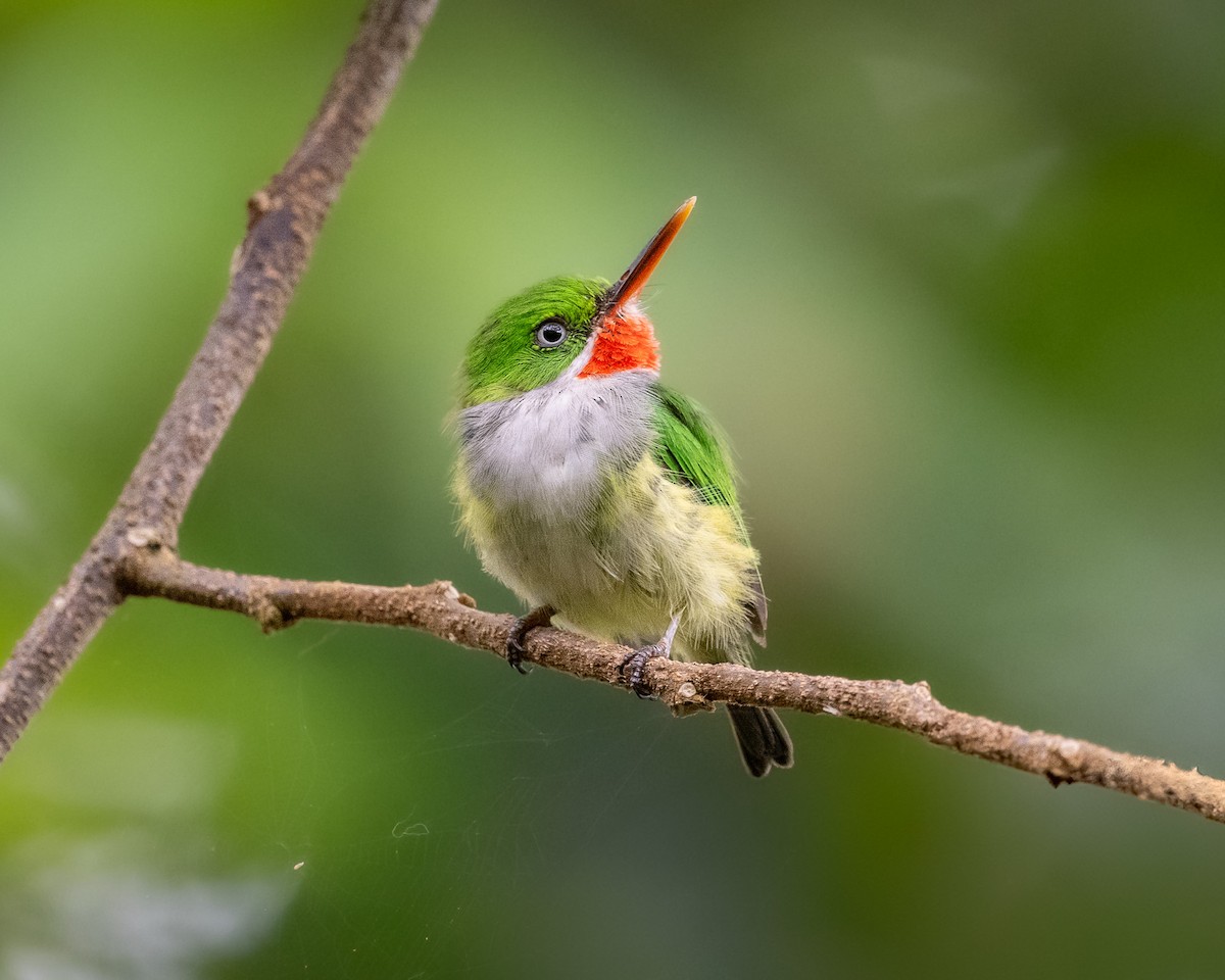 gulsidetodi - ML640602887