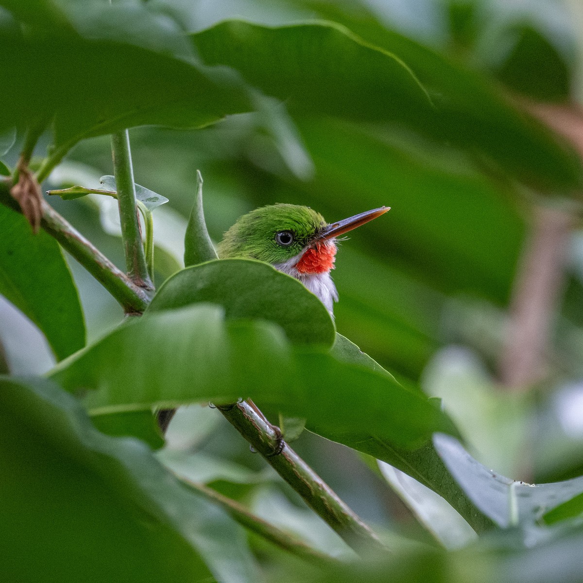 Puerto Rican Tody - ML640602888