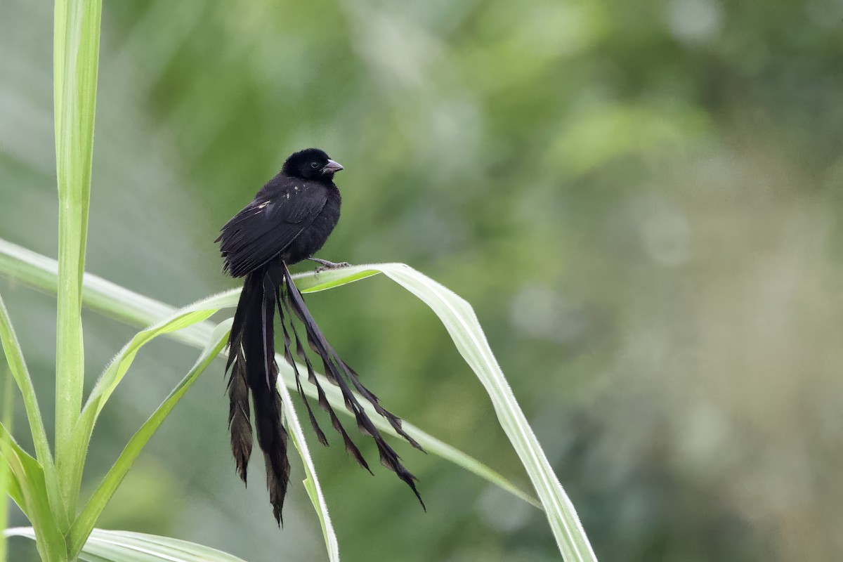 Red-collared Widowbird - ML640602894