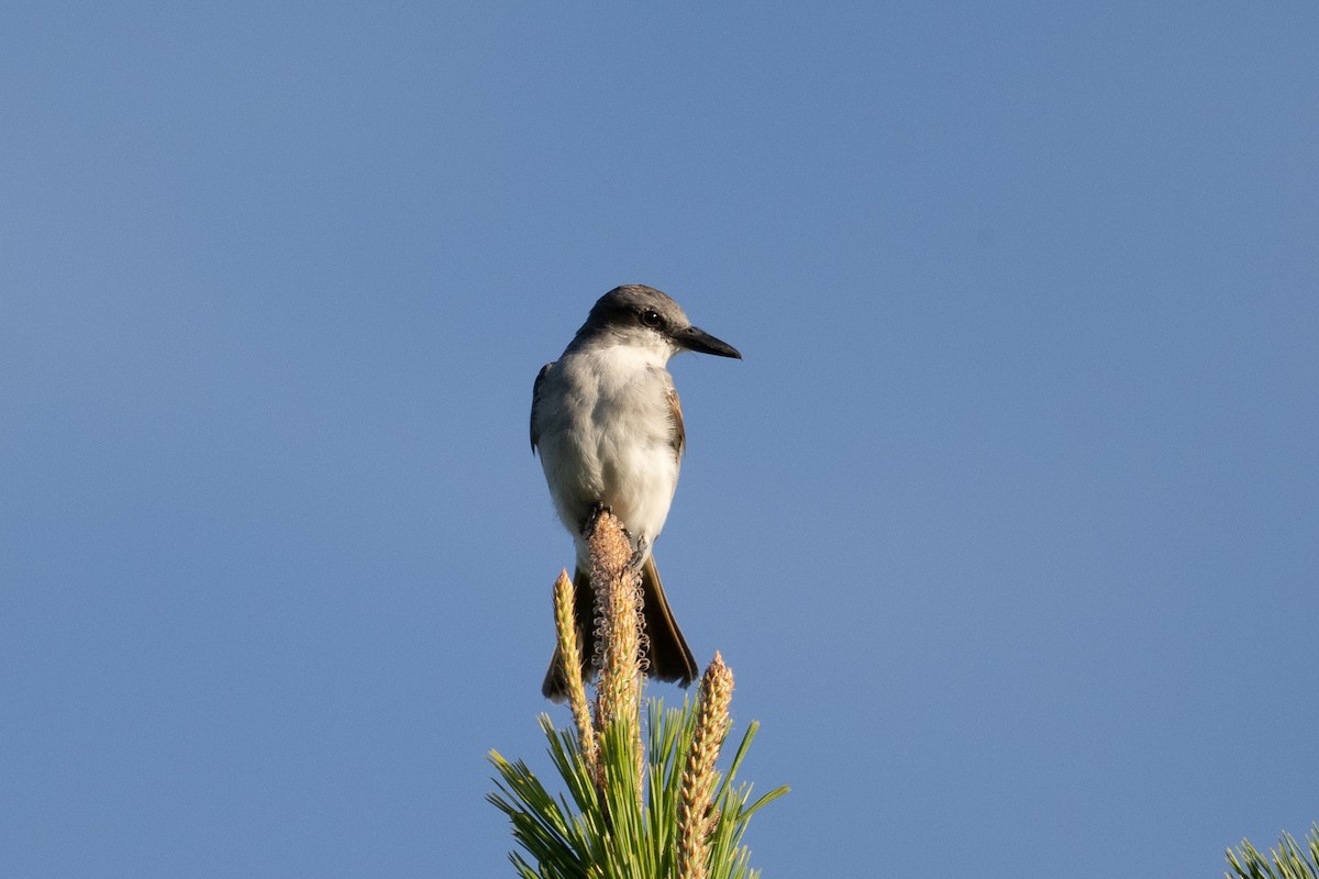 gråkongetyrann - ML640602910