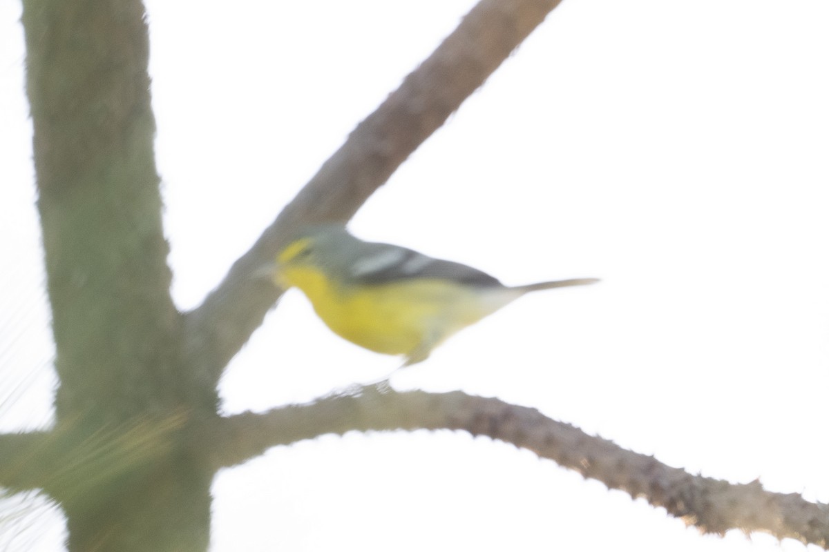 antillparula - ML640602913