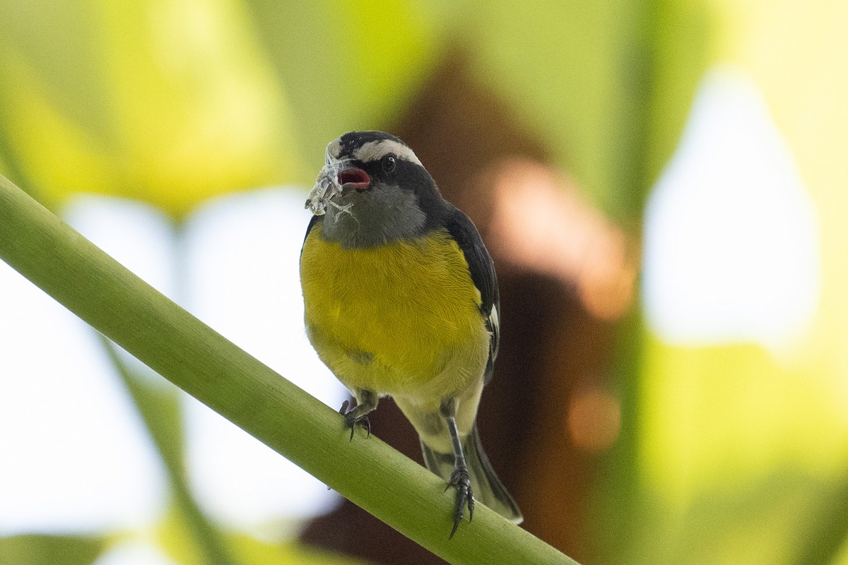 banansmett - ML640602918