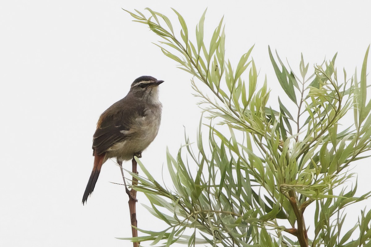 Brown-backed Scrub-Robin - ML640602919