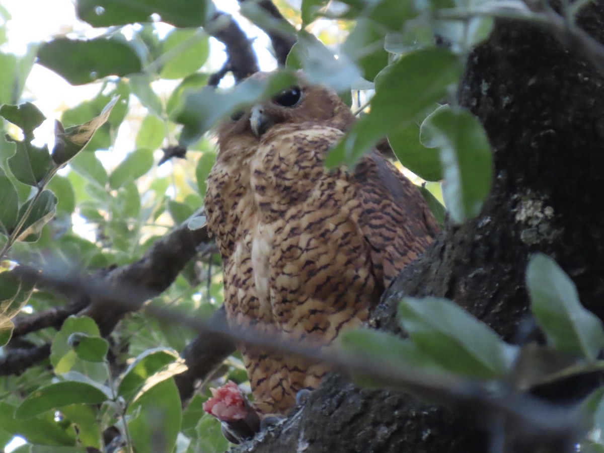 Pel's Fishing-Owl - ML640602929