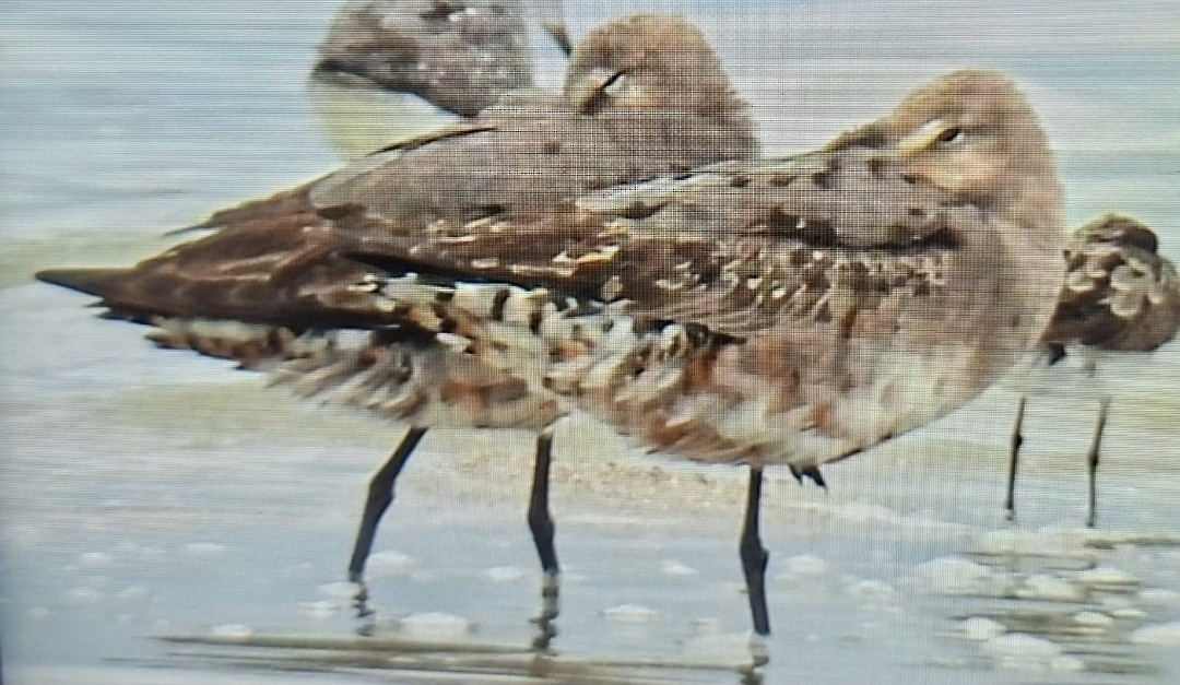 Hudsonian Godwit - ML640602933