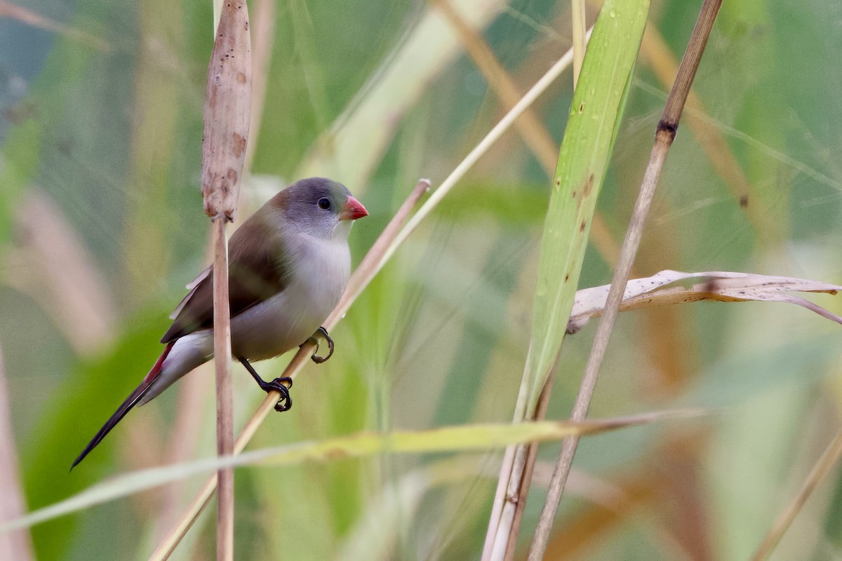 Fawn-breasted Waxbill - ML640602936