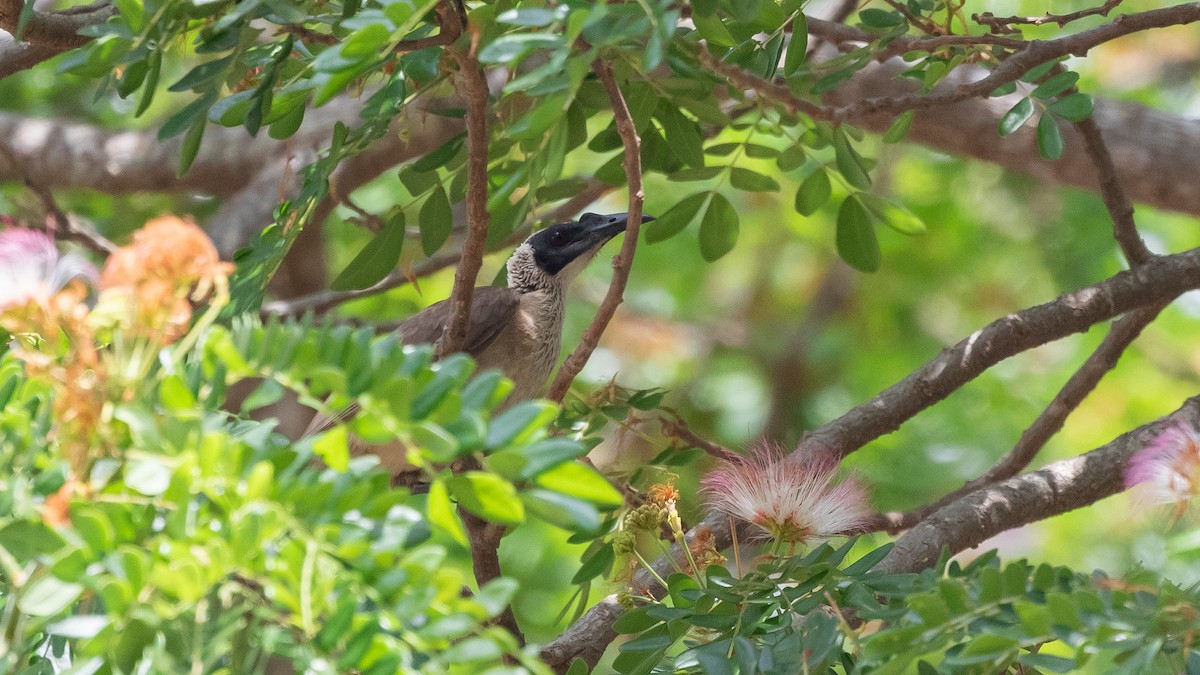Silver-crowned Friarbird - ML640602984