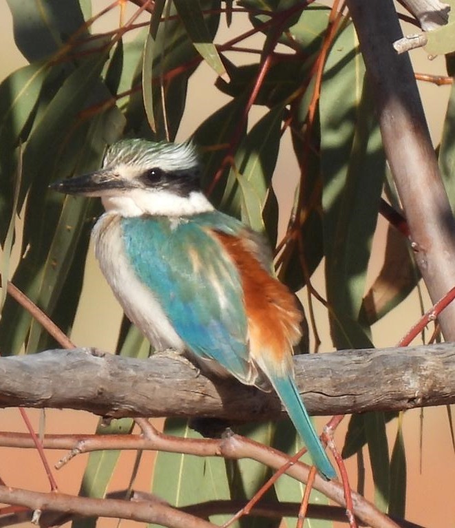 Red-backed Kingfisher - ML640603021