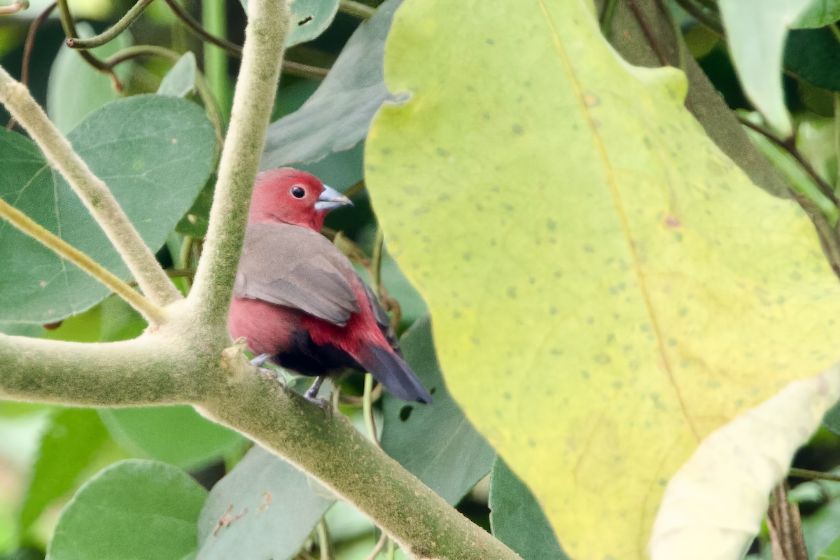 African Firefinch - ML640603060