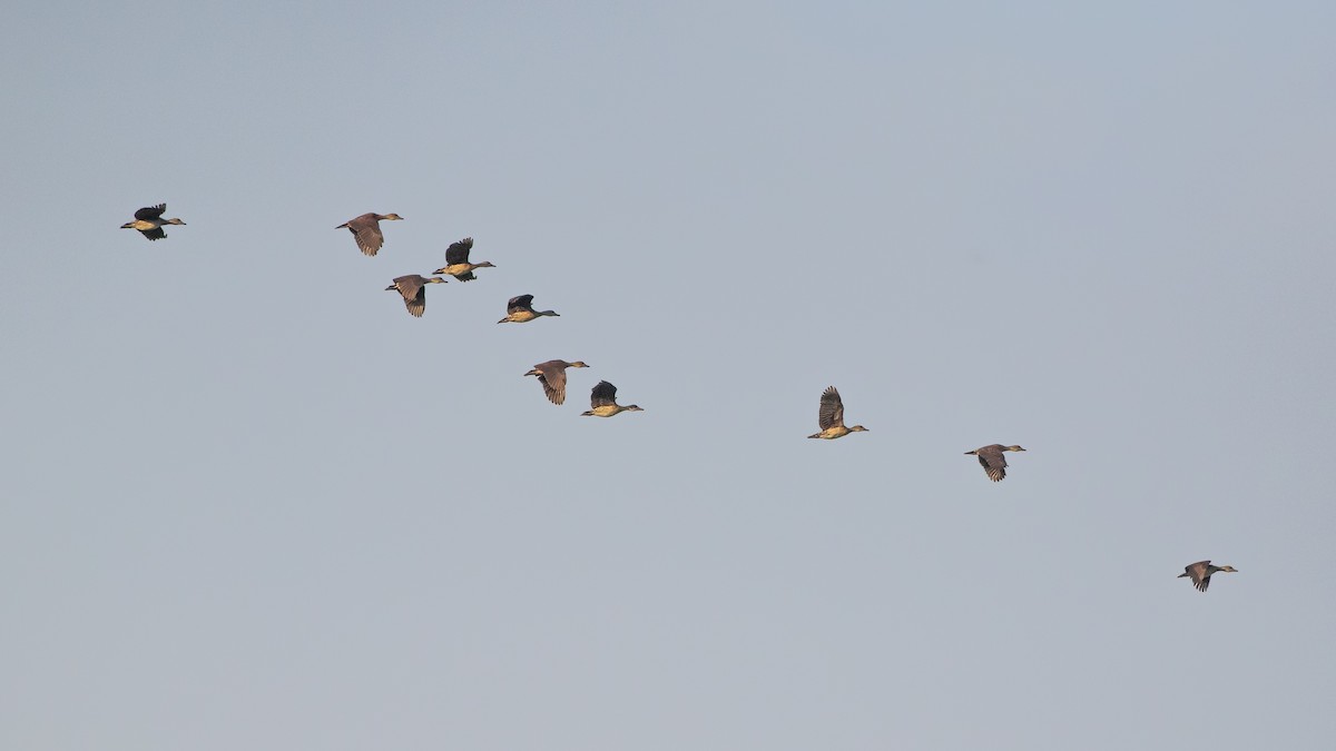 Spotted Whistling-Duck - ML640603073