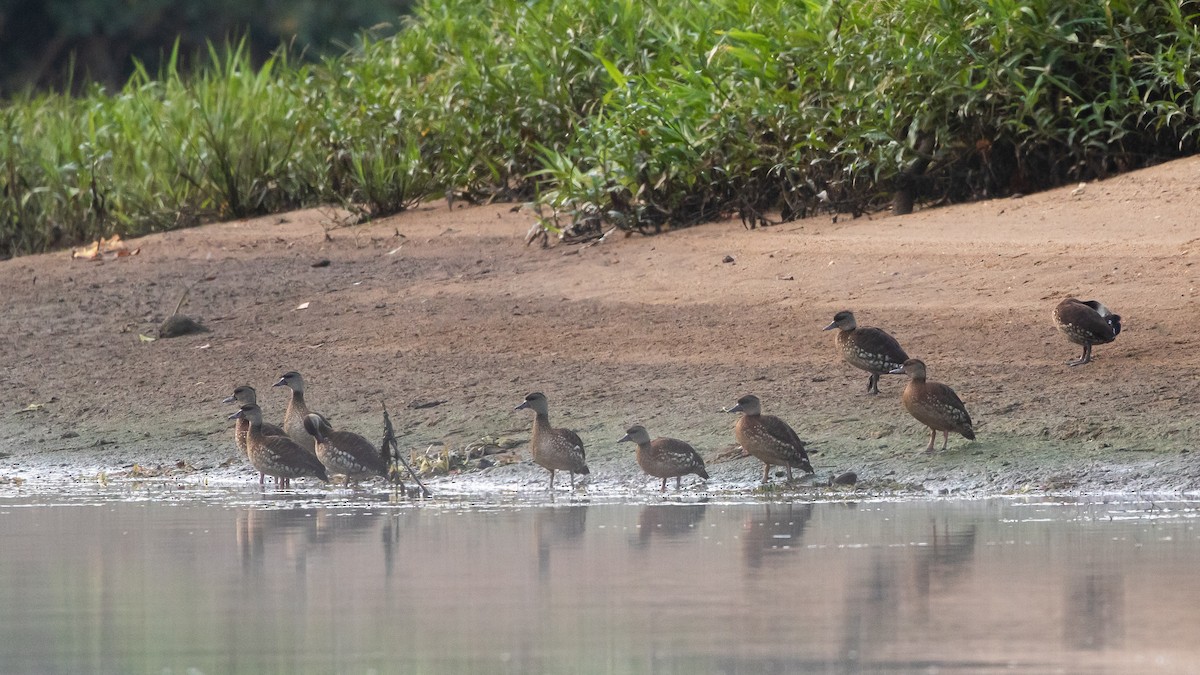 Spotted Whistling-Duck - ML640603074