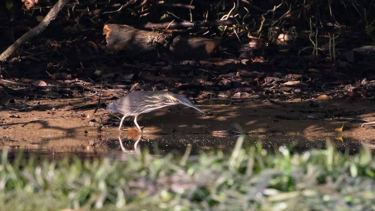 Black Bittern - ML640603084