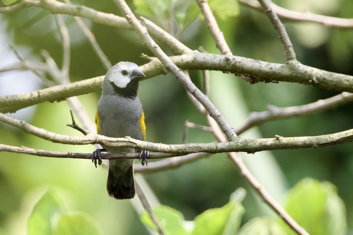 Gray-headed Oliveback - ML640603116