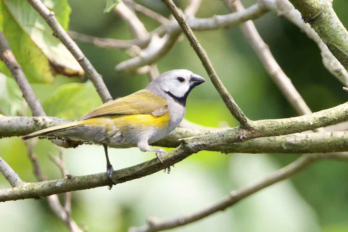 Gray-headed Oliveback - ML640603117