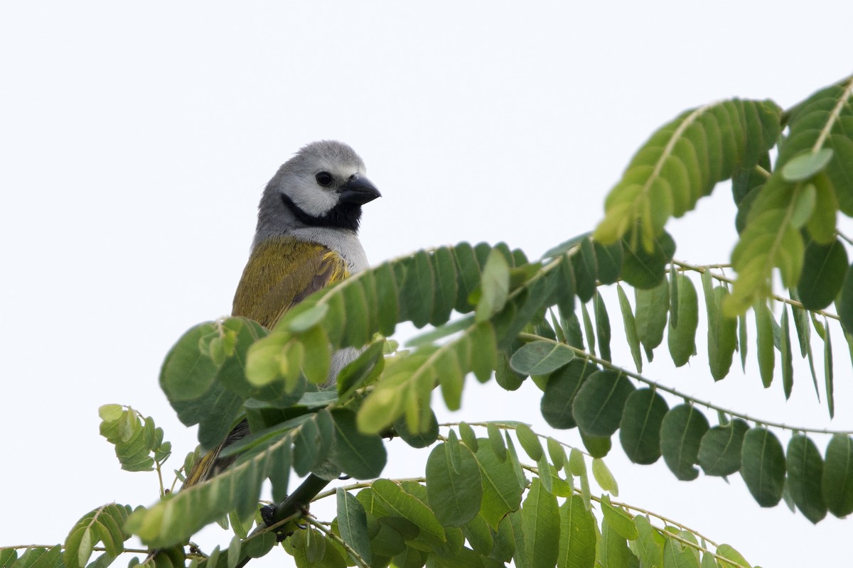 Gray-headed Oliveback - ML640603125