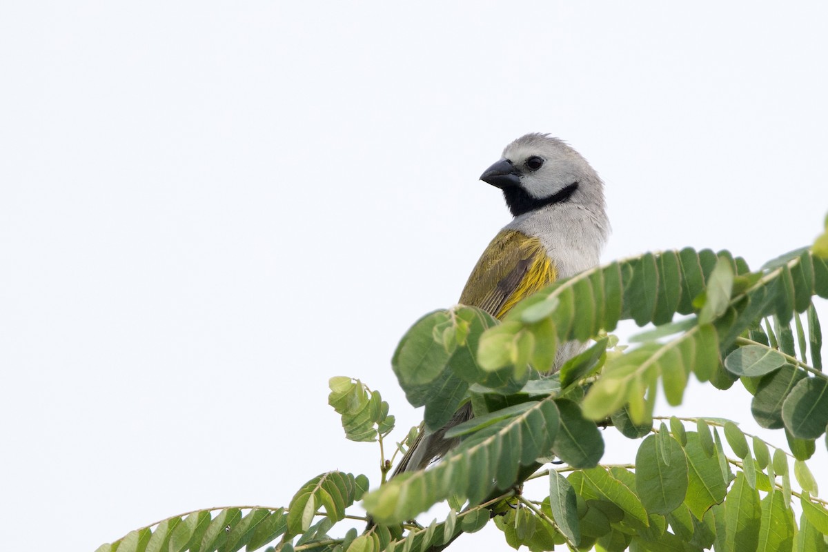 Gray-headed Oliveback - ML640603130