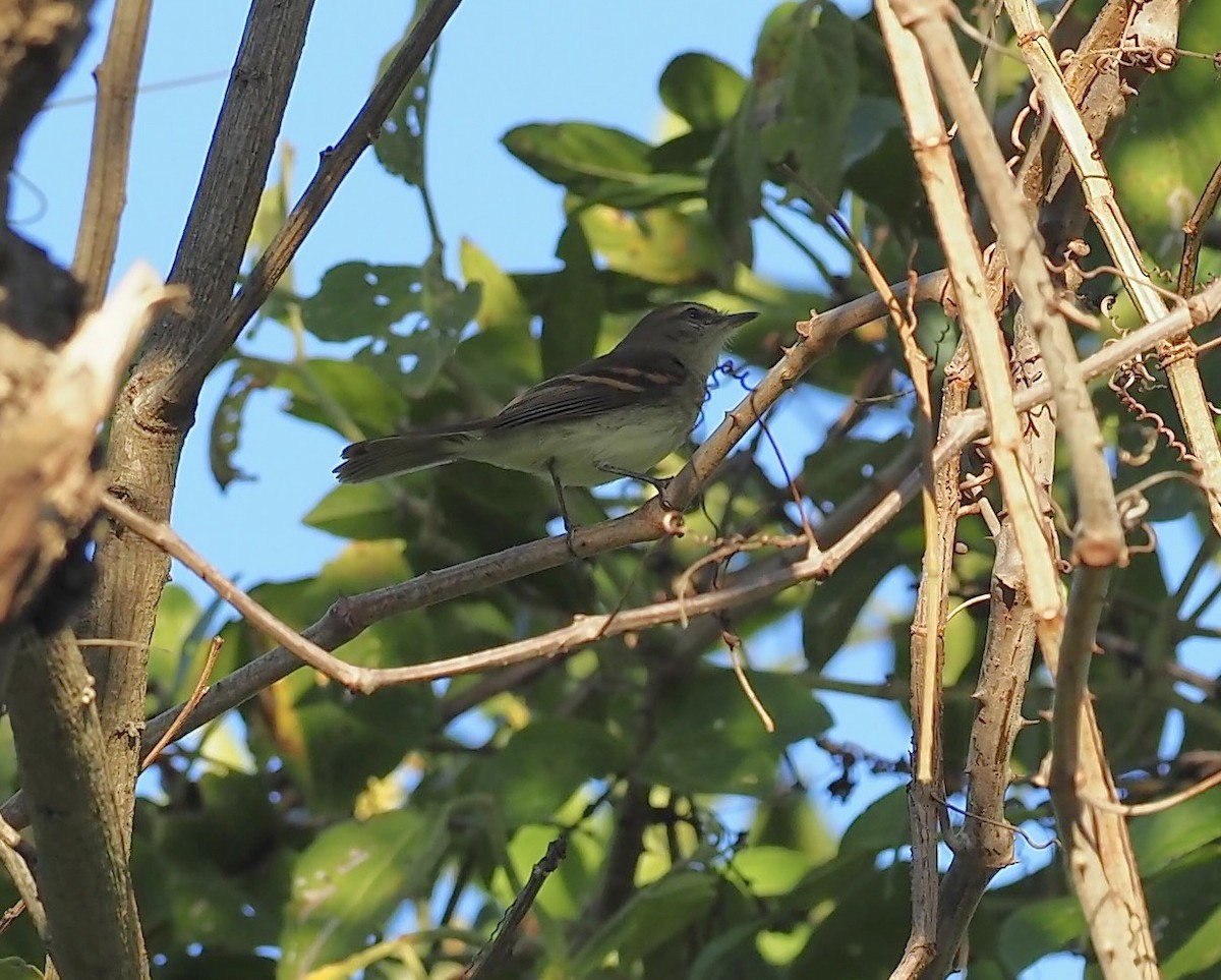 Fuscous Flycatcher - ML640603142