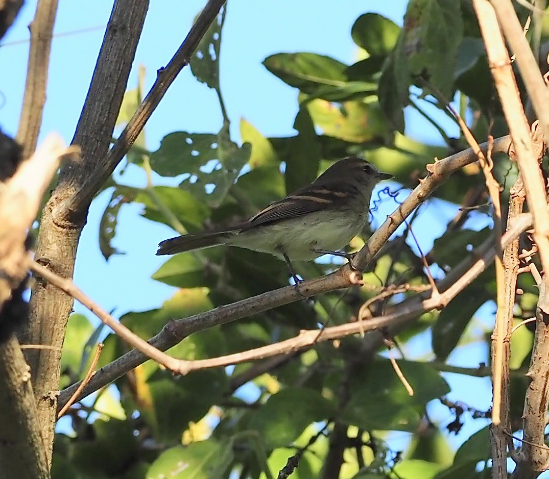Fuscous Flycatcher - ML640603151