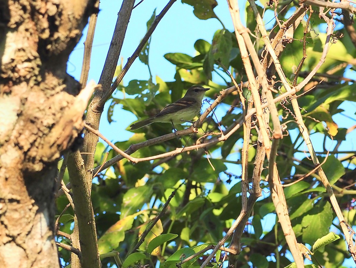 Fuscous Flycatcher - ML640603155