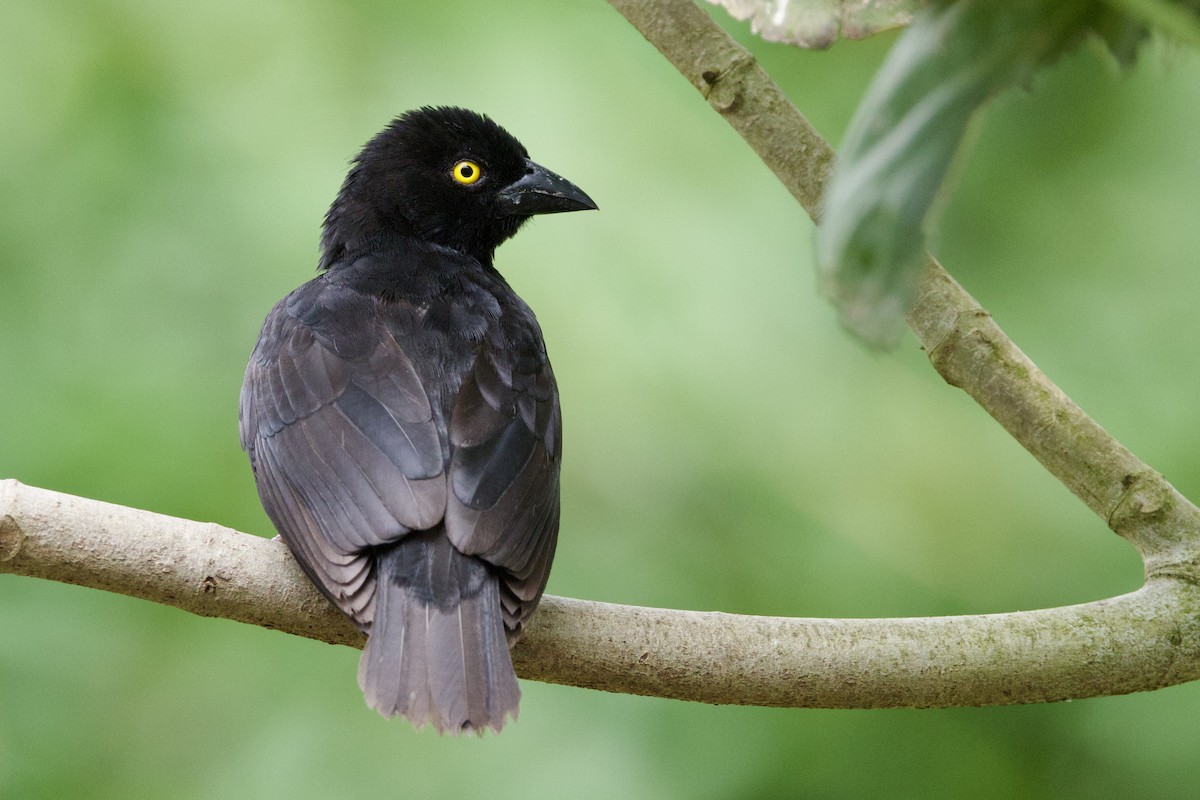 Vieillot's Black Weaver - ML640603193