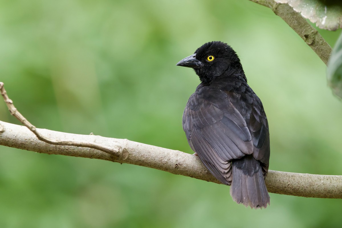 Vieillot's Black Weaver - ML640603194