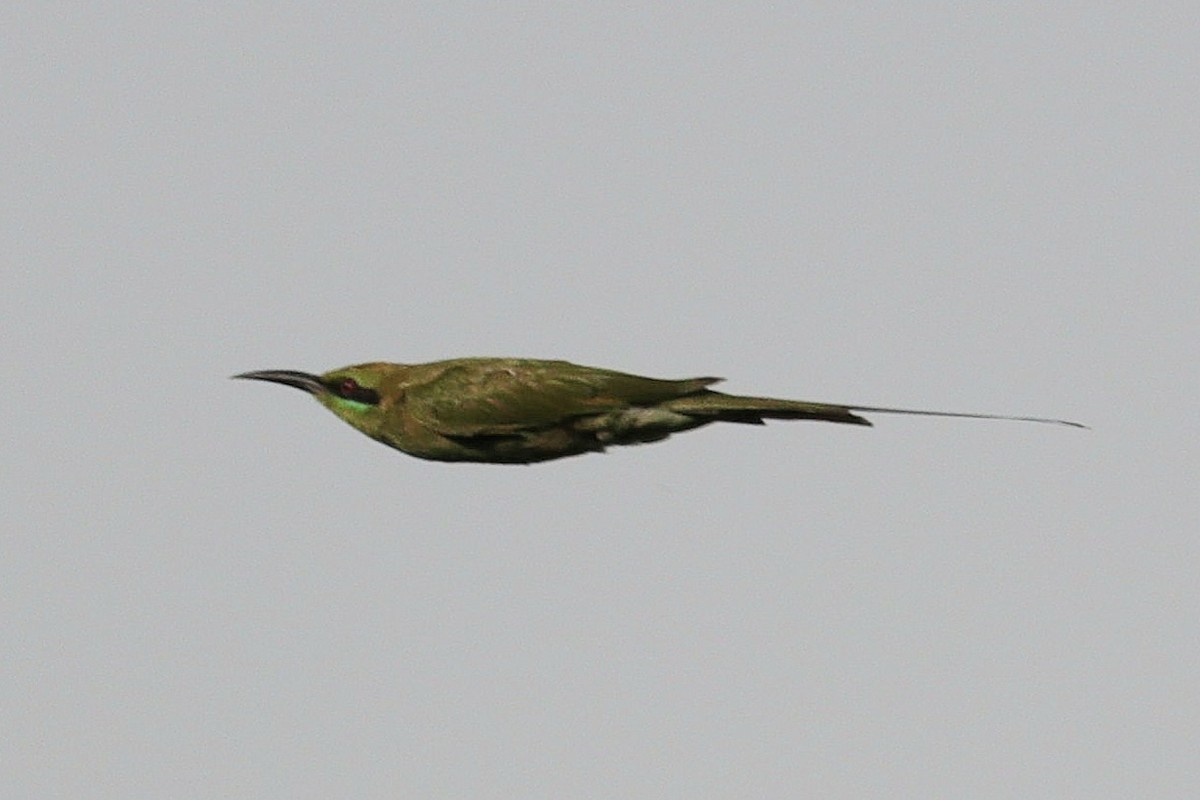 Guêpier vert - ML640603198