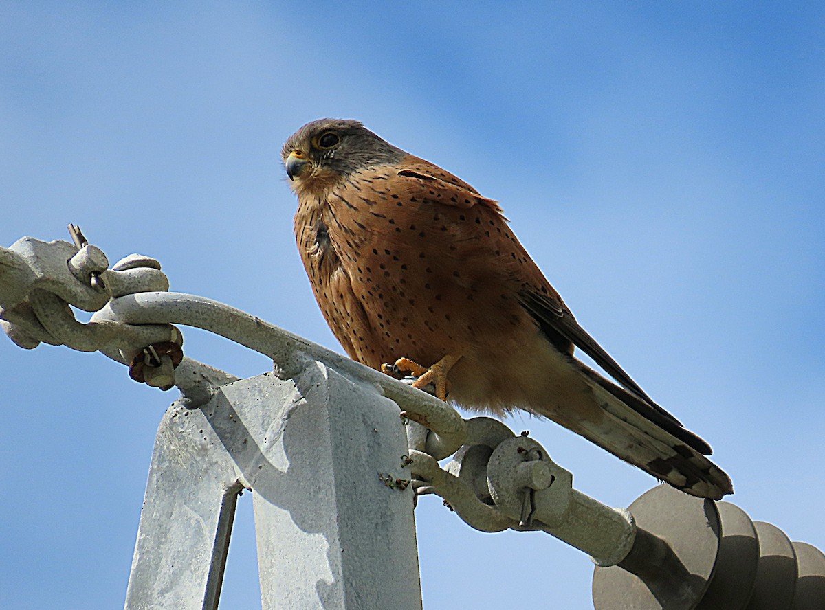 Rock Kestrel - ML640603282