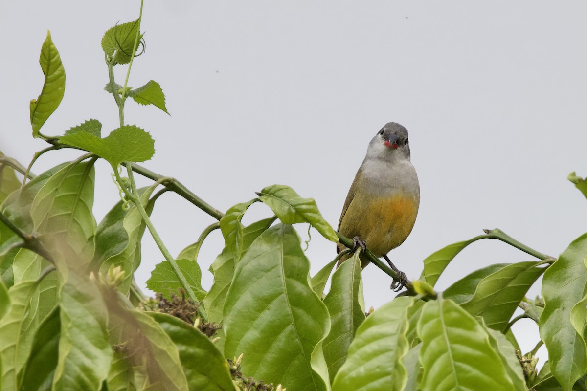 Yellow-bellied Waxbill - ML640603285