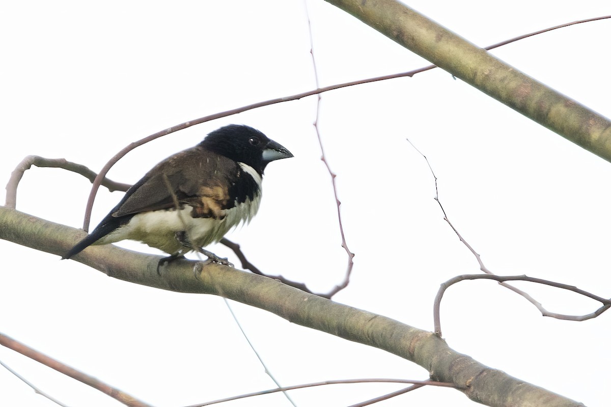 Magpie Mannikin - ML640603300